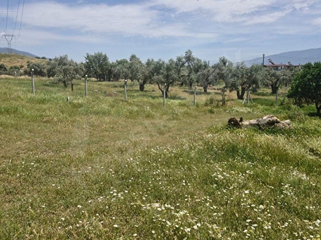 PINARBAŞI MAHALLESİNDE SATILIK İMARLI ZEYTİNLİK - Görsel 6