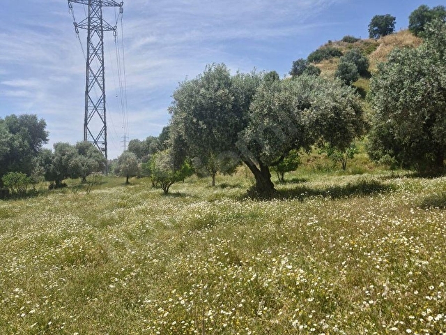 PINARBAŞI MAHALLESİNDE SATILIK İMARLI ZEYTİNLİK - Görsel 9