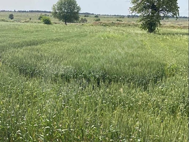 Edirne Enez Büyükevren müstakil tarla - Görsel 7