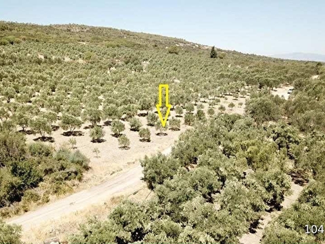 ÇALTIDEREde DENİZE YAKIN ASFALT YOLU OLAN SATILIK ZEYTİNLİK - Görsel 20