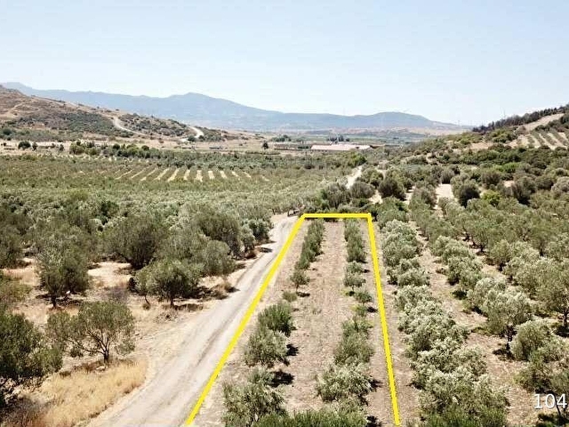 ÇALTIDEREde DENİZE YAKIN ASFALT YOLU OLAN SATILIK ZEYTİNLİK - Görsel 17
