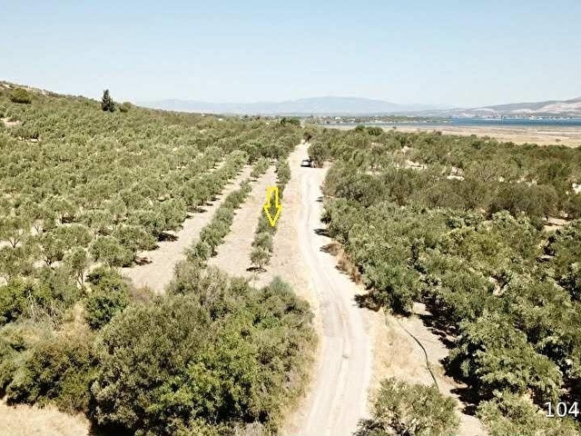 ÇALTIDEREde DENİZE YAKIN ASFALT YOLU OLAN SATILIK ZEYTİNLİK - Görsel 12