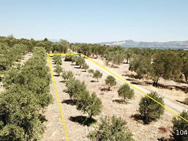 ÇALTIDEREde DENİZE YAKIN ASFALT YOLU OLAN SATILIK ZEYTİNLİK - Görsel 13