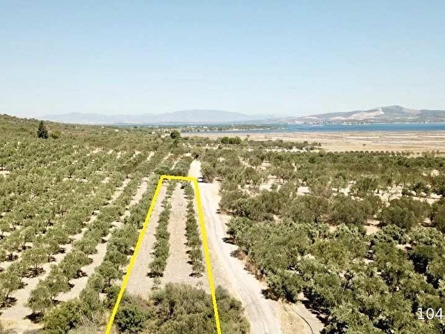 ÇALTIDEREde DENİZE YAKIN ASFALT YOLU OLAN SATILIK ZEYTİNLİK - Görsel 15