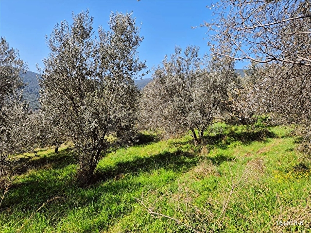 KÜÇÜKKUYU MERKEZE YAKIN FIRSAT 862 M2 SATILIK TARLA - Görsel 15
