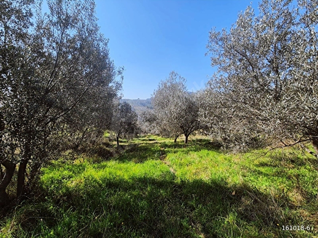 KÜÇÜKKUYU MERKEZE YAKIN FIRSAT 862 M2 SATILIK TARLA - Görsel 14