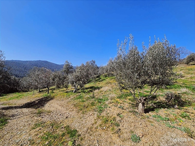 KÜÇÜKKUYU MERKEZE YAKIN FIRSAT 862 M2 SATILIK TARLA - Görsel 8