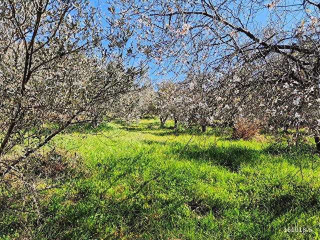 KÜÇÜKKUYU MERKEZE YAKIN FIRSAT 862 M2 SATILIK TARLA - Görsel 10