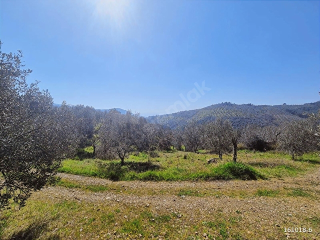 KÜÇÜKKUYU MERKEZE YAKIN FIRSAT 862 M2 SATILIK TARLA - Görsel 11