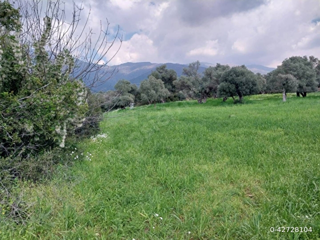 Köyde, dağda değil, Şehrin tam içinde Arazi..!!! - Görsel 4