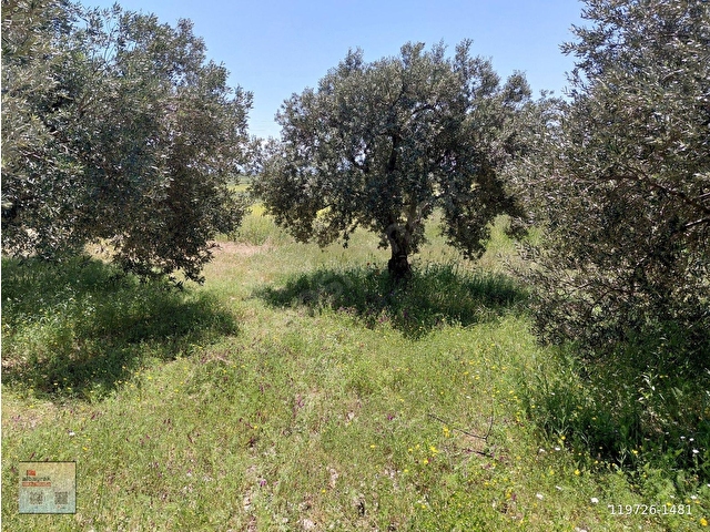 RAHMİYE DE KÖYE YOLA SIFIR YAKIN SATILIK 3.500 M2 ZEYTİNLİK 1.500.000 TL - Görsel 11