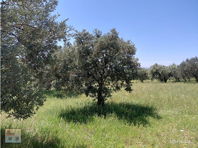 RAHMİYE DE KÖYE YOLA SIFIR YAKIN SATILIK 3.500 M2 ZEYTİNLİK 1.500.000 TL - Görsel 6