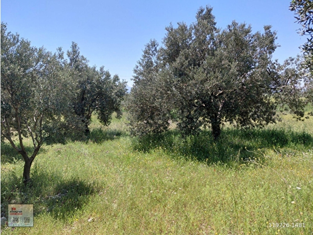 RAHMİYE DE KÖYE YOLA SIFIR YAKIN SATILIK 3.500 M2 ZEYTİNLİK 1.500.000 TL - Görsel 7