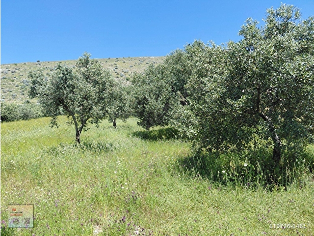 RAHMİYE DE KÖYE YOLA SIFIR YAKIN SATILIK 3.500 M2 ZEYTİNLİK 1.500.000 TL - Görsel 5