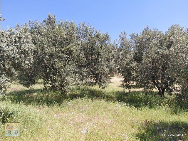 RAHMİYE DE KÖYE YOLA SIFIR YAKIN SATILIK 3.500 M2 ZEYTİNLİK 1.500.000 TL - Görsel 9