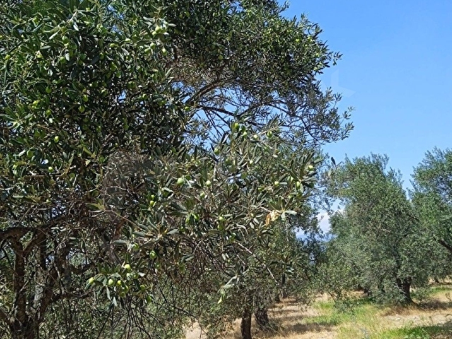 ZEYTİNLİK  (160.adet zeytin) - Görsel 5