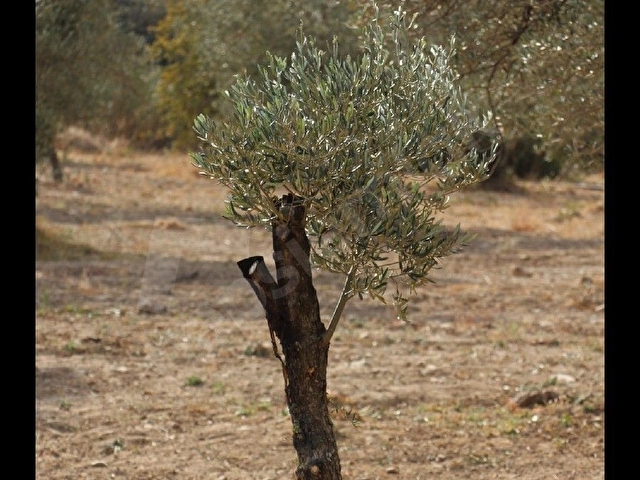 ZEYTİNLİK  (160.adet zeytin) - Görsel 6