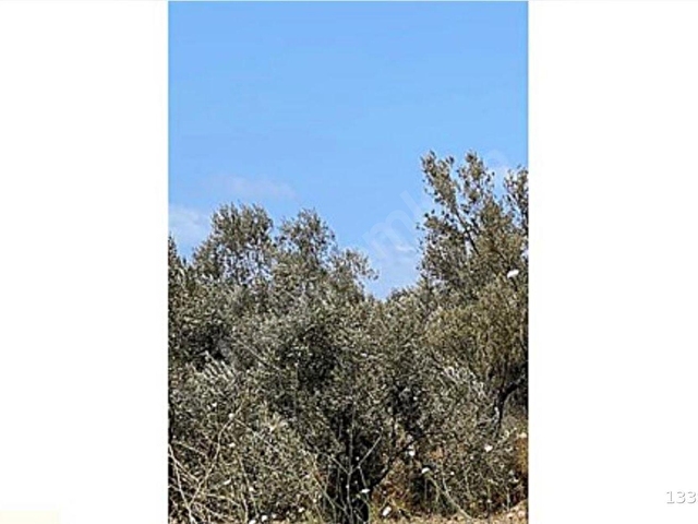 Ayvalık İzmir-Çanakkale yolunda imara yakın Satılık Zeytinlik vasfında arsa - Görsel 8