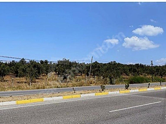 Ayvalık İzmir-Çanakkale yolunda imara yakın Satılık Zeytinlik vasfında arsa - Görsel 11
