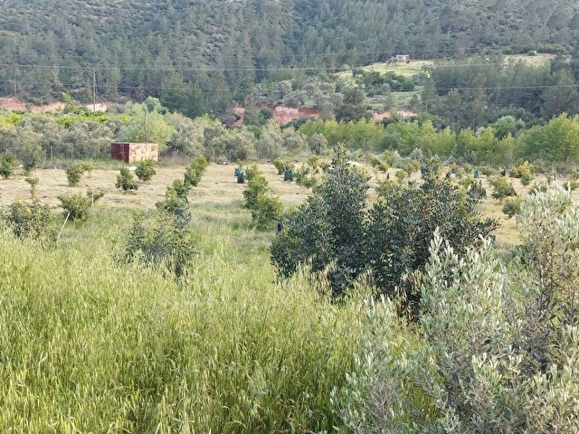 SİLİFKE - KONYA YOLU KENARINDA YATIRIMLIK 3.862 M2 SATILIK BAHÇE - Görsel 6