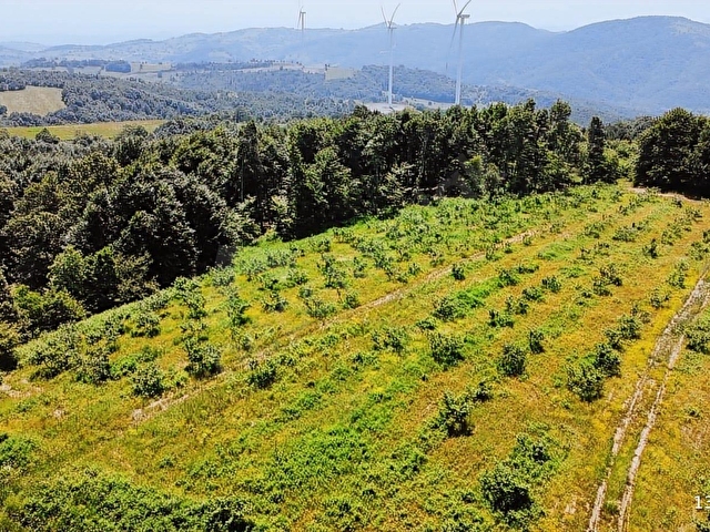 Ana Asfalta Sıfır -12.136 m² Tarla vasıflı | 100 m Yola Cepheli - Görsel 5
