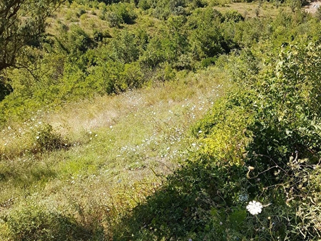 ALP GAYRİMENKULDEN SAKARYA, PAMUKOVAda SATILIK BAHÇE - Görsel 6
