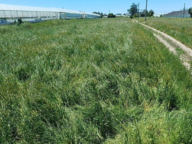 FİYAT DÜŞTÜ ACİL! SERİK  YEŞİLYURT TA SAT. TARLA ( PORTAKAL, ZEYTİN  AĞAÇLI) 8020 M2  MÜSTAKİL TAPU - Görsel 2