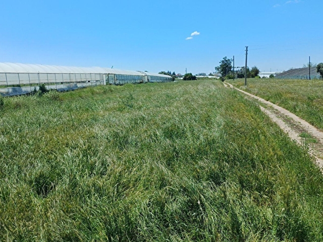 FİYAT DÜŞTÜ ACİL! SERİK  YEŞİLYURT TA SAT. TARLA ( PORTAKAL, ZEYTİN  AĞAÇLI) 8020 M2  MÜSTAKİL TAPU