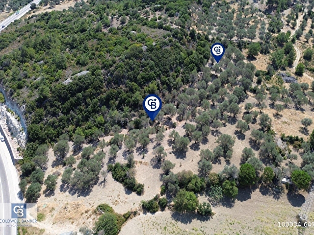 Mordoğanda Denize 500 m Mesafede Zeytin Ağaçlı Tarla - Görsel 19