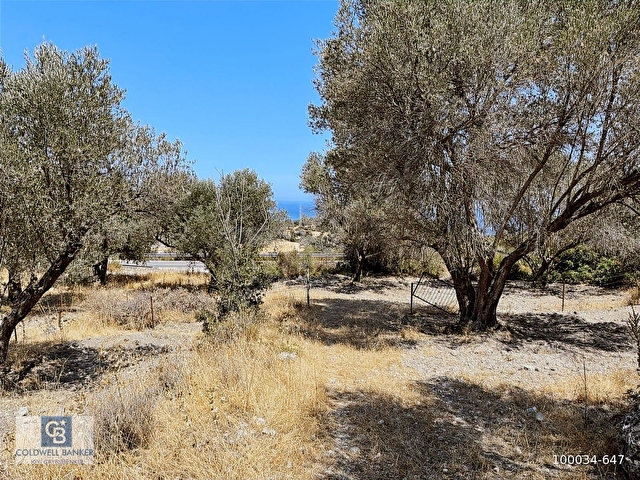 Mordoğanda Denize 500 m Mesafede Zeytin Ağaçlı Tarla - Görsel 27