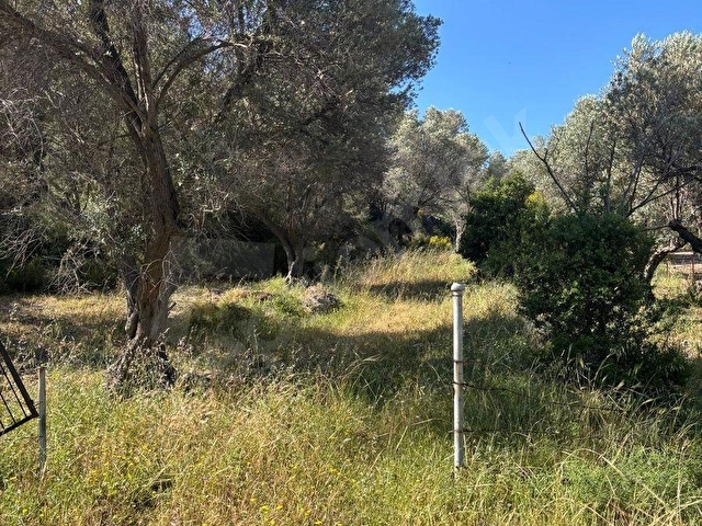 Mordoğanda Denize 500 m Mesafede Zeytin Ağaçlı Tarla - Görsel 8