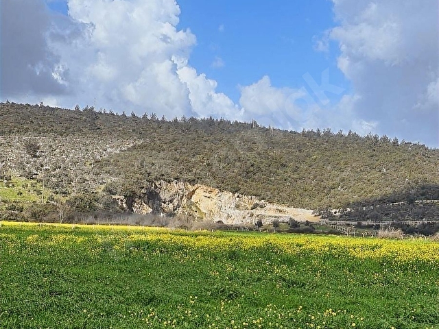 Bodrum Mumcular da 2.560 m2 Tarla Anayola 15 mt - Görsel 7