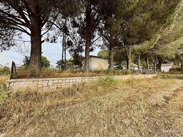 Bodrum Mumcular da 2.560 m2 Tarla Anayola 15 mt - Görsel 19