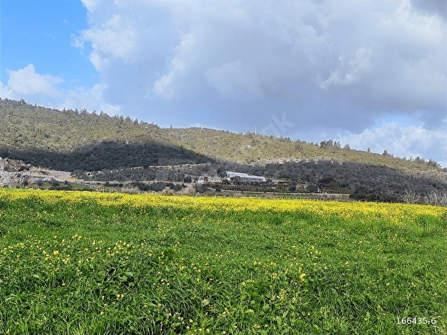 Bodrum Mumcular da 2.560 m2 Tarla Anayola 15 mt - Görsel 8