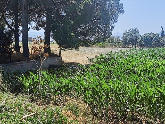 Bodrum Mumcular da 2.560 m2 Tarla Anayola 15 mt - Görsel 27