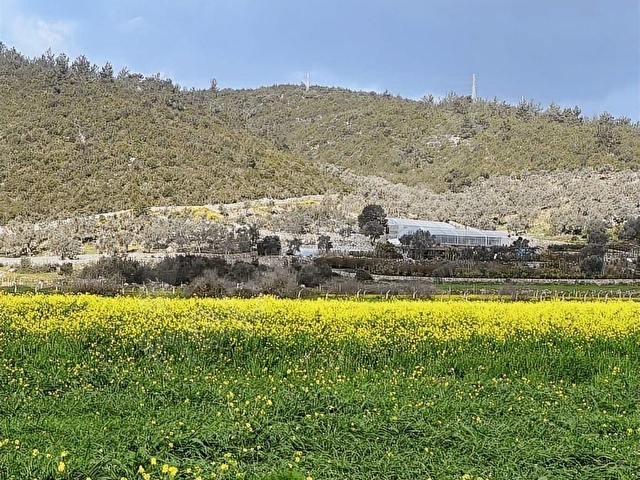 Bodrum Mumcular da 2.560 m2 Tarla Anayola 15 mt - Görsel 6