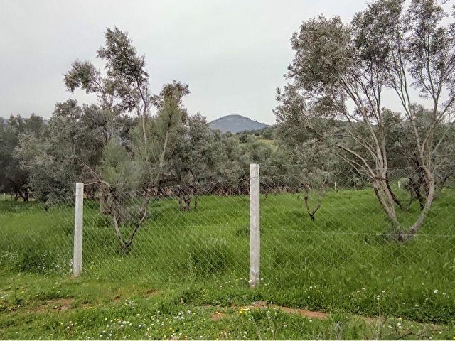 İzmir Bayındır’da Satılık Zeytinlik