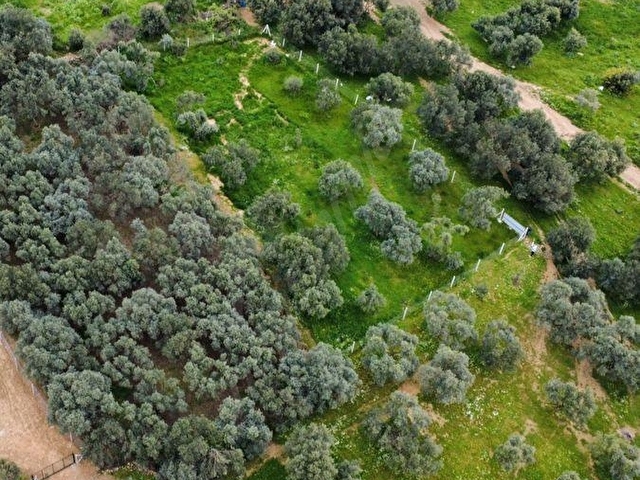 İzmir Bayındır’da Satılık Zeytinlik - Görsel 3