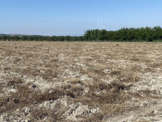 AKHİSAR A 18 KM MECİDİYE MAH SATILIK 11 DÖNÜM BOŞ TARLA - Görsel 3