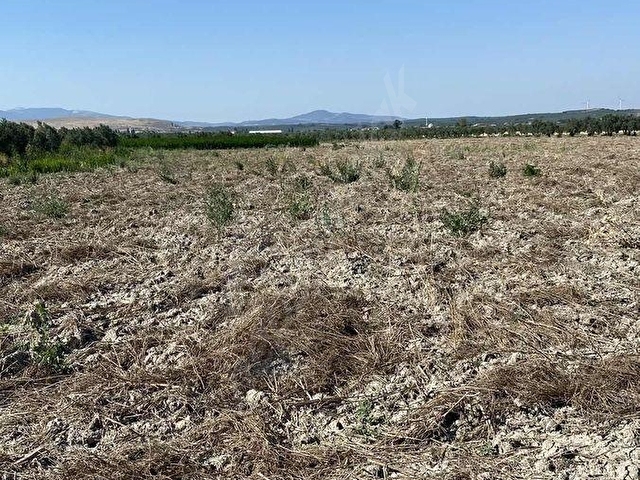 AKHİSAR A 18 KM MECİDİYE MAH SATILIK 11 DÖNÜM BOŞ TARLA - Görsel 2