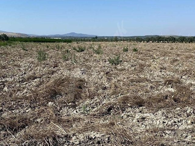 AKHİSAR A 18 KM MECİDİYE MAH SATILIK 11 DÖNÜM BOŞ TARLA - Görsel 6