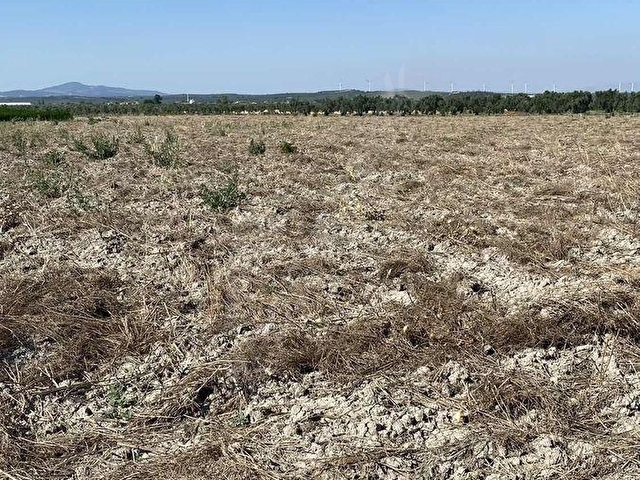 AKHİSAR A 18 KM MECİDİYE MAH SATILIK 11 DÖNÜM BOŞ TARLA - Görsel 4