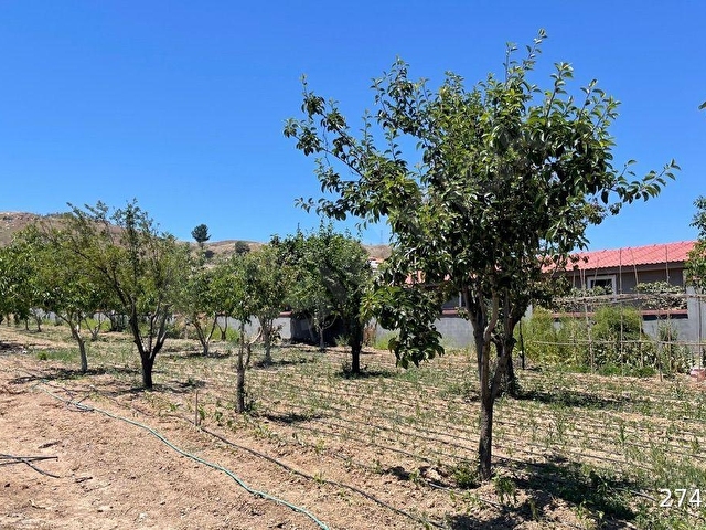 İzmir Seferihisar Kavakderede satılık yola cepheli 10 dönüm bahçe ve bağ evi - Görsel 15