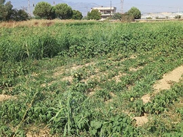 GÖLBAŞI EMİRLER DE 14 DÖNÜM TEK TAPULU SATILIK BAĞ EVLİ TARLA+BAHÇE - Görsel 14