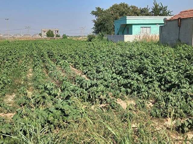 GÖLBAŞI EMİRLER DE 14 DÖNÜM TEK TAPULU SATILIK BAĞ EVLİ TARLA+BAHÇE - Görsel 10
