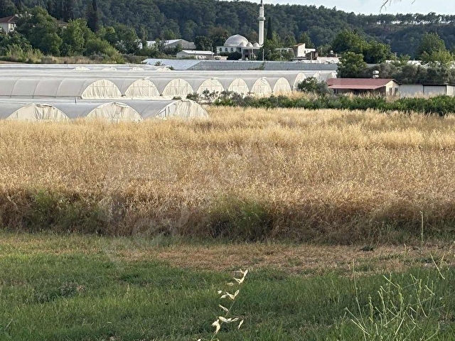 GÜLOLUK TA SERA VE EV YAPILABİLİR ASFALTA SIFIR KÖYİÇİNDE ARAZİ