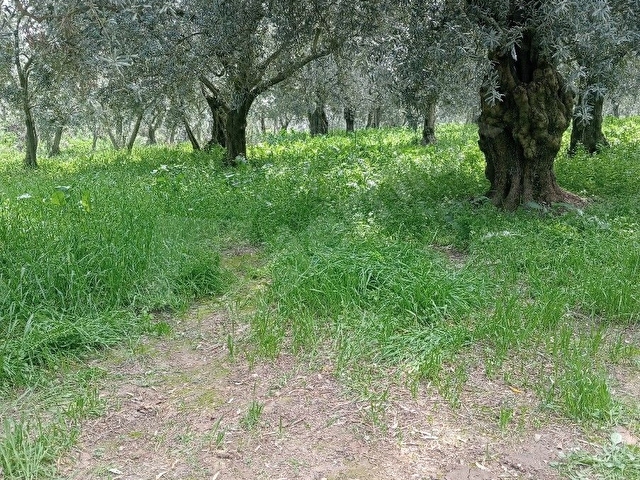Acil satılık zeytinlik - Görsel 2
