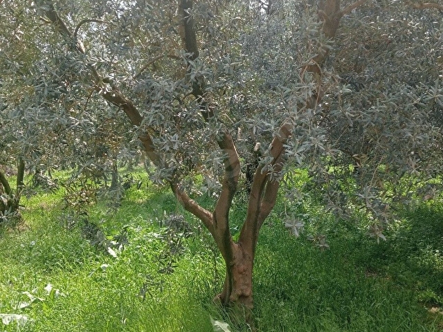 Acil satılık zeytinlik - Görsel 9