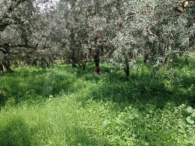 Acil satılık zeytinlik - Görsel 18
