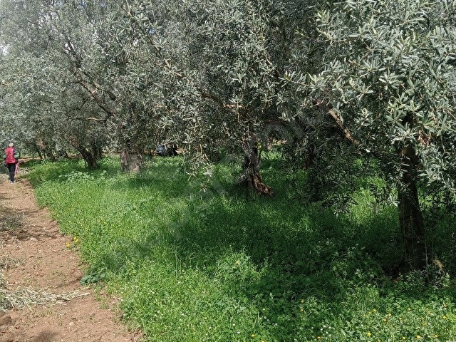 Acil satılık zeytinlik - Görsel 19